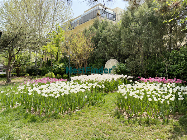 Gemini Grove